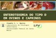 ENTEROTOXEMIA DO TIPO D EM OVINOS E CAPRINOS Claudio S. L. Barros Laboratório de Patologia Veterinária Universidade Federal de Santa Maria