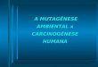A MUTAGÊNESE AMBIENTAL x CARCINOGÊNESE HUMANA A MUTAGÊNESE AMBIENTAL x CARCINOGÊNESE HUMANA