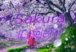 Ciranda em Trovas Sakurá (Cerejeira) Apresentação Para a colônia japonesa, a cerejeira (sakurá) é uma flor sagrada que simboliza o amor e a amizade