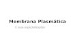 Membrana Plasmática E suas especializações. Membrana Plasmática Limite externo da célula; Mantém diferenças entre o meio extracelular e citossol; Principal