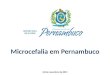 Microcefalia em Pernambuco 24 de novembro de 2015