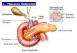 4. Pâncreas Endócrino. Corte histológico do pâncreas células acinares ilhotas Ilhotas de langerhans