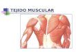 tejido muscular animal.pptx