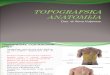 Peritoneum i Projekcije Organa