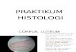 Praktikum Histologi Sistem Reproduksi - Copy