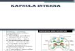 kapsula interna.pptx