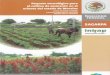 3880 Paquete Tecnológico Para El Cultivo de Amaranto en El Oriente de Morelos