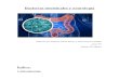 Bacterias intestinales y neurología