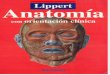 Anatomía - Lippert