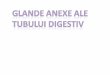 06.Glande Anexe 2016 Histologie