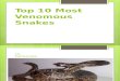 Top 10 Most Venomous Snakes - Copy (2)