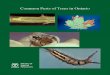 Common Pests of Trees in Ontario (1991)