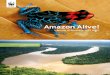 Informe Amazonia Viva 1990 2010
