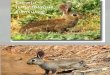 01 Conejo (Oryctolagus Cuniculus) 15-16