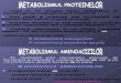 Metabolismul Protidelor - Metabolismul Aa