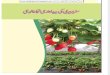 Strawberry Leaflet (Iqbalkalmati.blogspot.com)