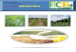 10th April,2015 Exclusive ORYZA Rice E-Newsletter by Riceplus Magazine
