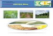 12th March,2015 Daily Exclusive ORYZA Rice E_Newsletter by Riceplus Magazine