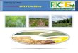 11th February,2015 Daily Exclusive ORYZA Rice E_Newsletter by Riceplus Magazine