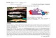 FAO_2005 Asian Carp Status Report