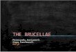 brucelle by franchesca grepo