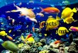 Human Impacts on Aquatic Ecosystems