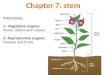Presentation Organization of Plants 56tt