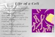 8 Stem Cells Cloning