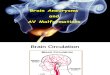 Brain Aneurysms Av Malformations 12263