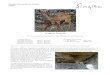 Singita Pamushana Wildlife Report November 2013