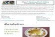 Fat Protein Metabolism Biology Lecture PowerPoint VCBC