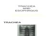 TRACHEA With Trans