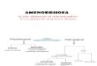 Amenorrhoea( no menses)