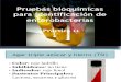 11 Pruebas Bioquc3admicas de Identificacic3b3n de Enterobacterias