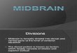 08 Midbrain