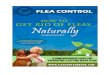 Natural Flea Control eBook v1