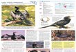 Wildlife Fact File - Birds - Pgs. 181-190