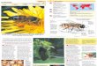 Wildlife Fact File - Insects & Spiders - Pgs. 1-10