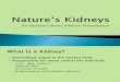 Nature’s Kidneys