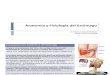 Anatomía y Fisiología del Estómago CHSP 2012