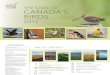 State of Canada's Birds 2012