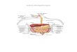 Anatomy of the Digestive System and Circulatory System