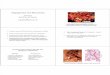 Angiogenesis and Metastasis 10.11 - Colour