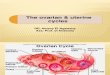 Ovarian and Uterine Cycle -My p