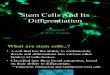 Stem Cells And Its Differentiation