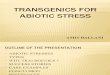 transgenics for abiotic stress