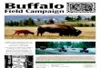 Buffalo Field Campaign 2001 Newsletter