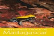 [BOOK] Threatened Frogs of Madagascar (2007)