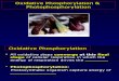 Chapter 19 Oxidative Phosphorylation Posted