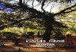 Florida Ghost Stories by Robert R. Jones